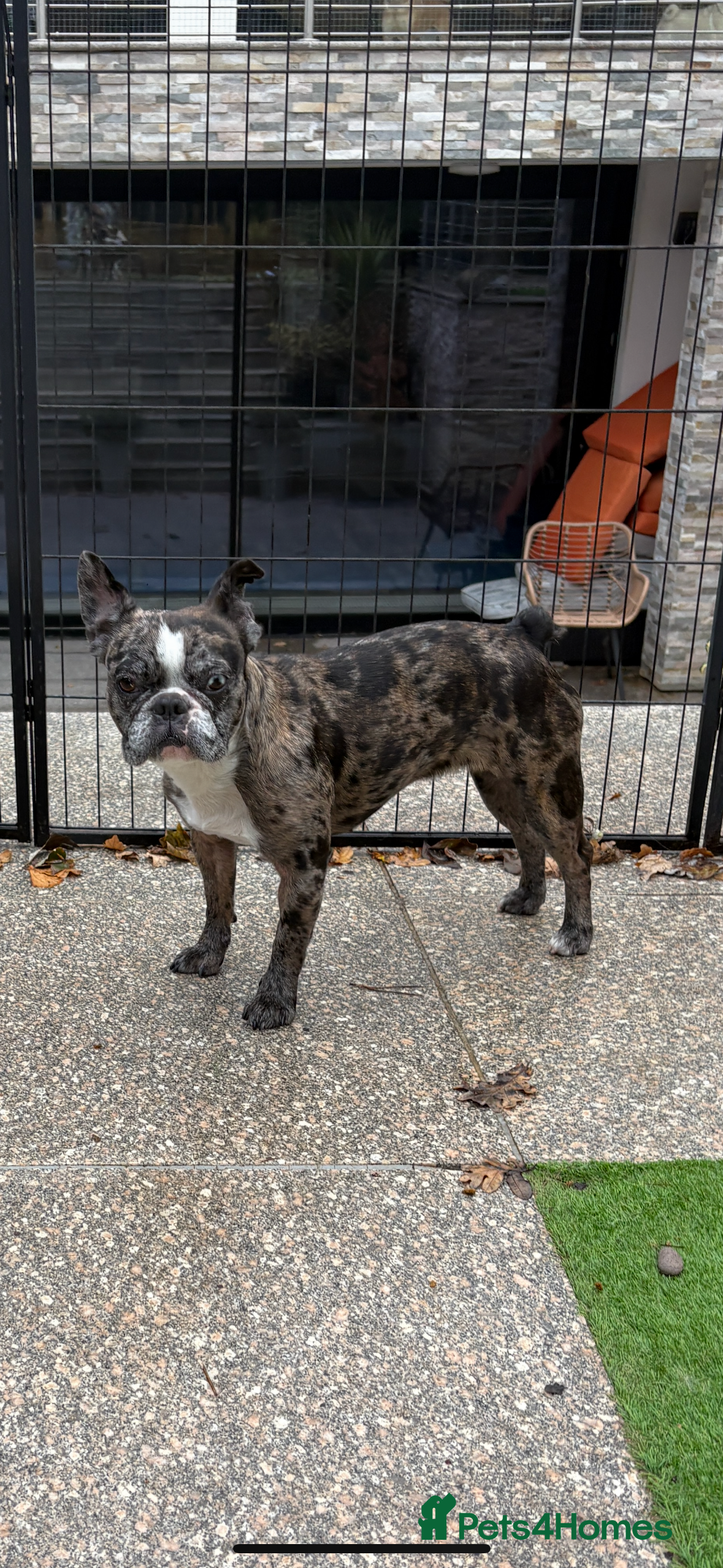 French Bulldog dogs Merle French Bulldog for rehoming - Advert 8