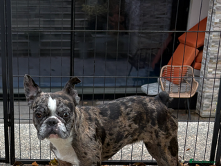 French Bulldog dogs Merle French Bulldog for rehoming - Advert 4