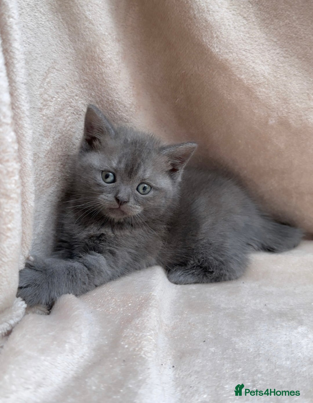 British Shorthair cats for sale: Grey British shorthair female kitten for sale. - Image 1