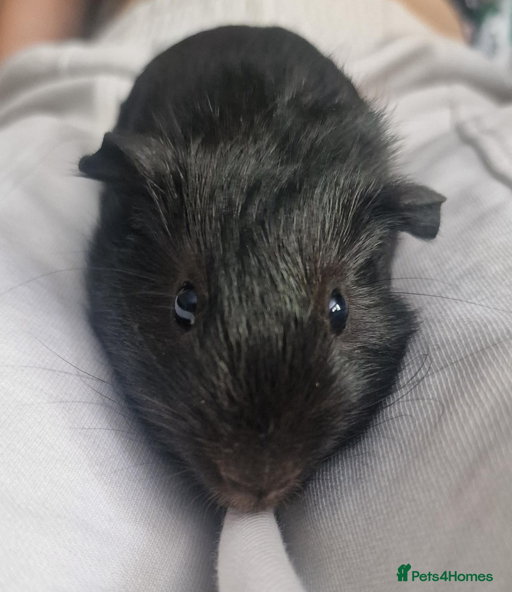 Guinea Pig rodents Little girl guinea - Advert 2