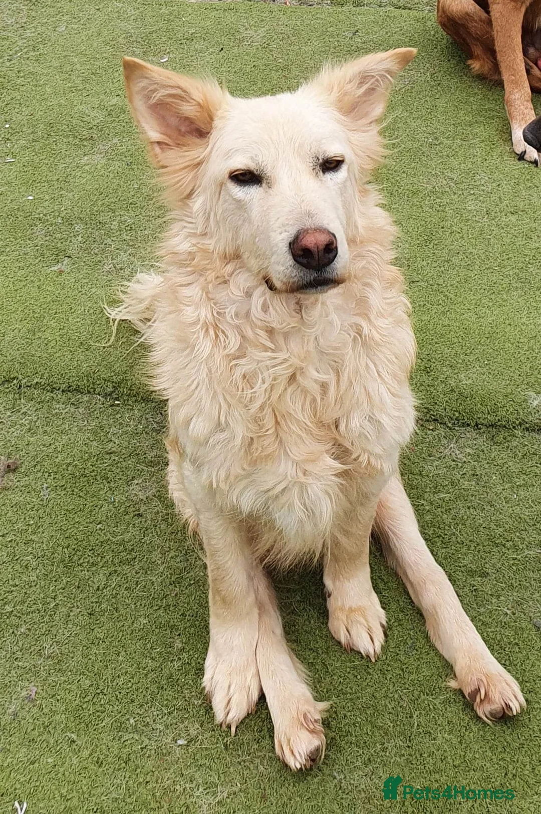 Mixed Breed dogs for adoption: Travis is looking for his perfect family x in Ayr - Advert 8