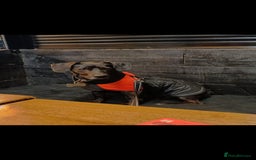 Mixed Breed dogs for sale: Jack Russell cross 4 year old male - Advert 1