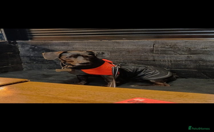 Mixed Breed dogs Jack Russell cross 4 year old male - Advert 1