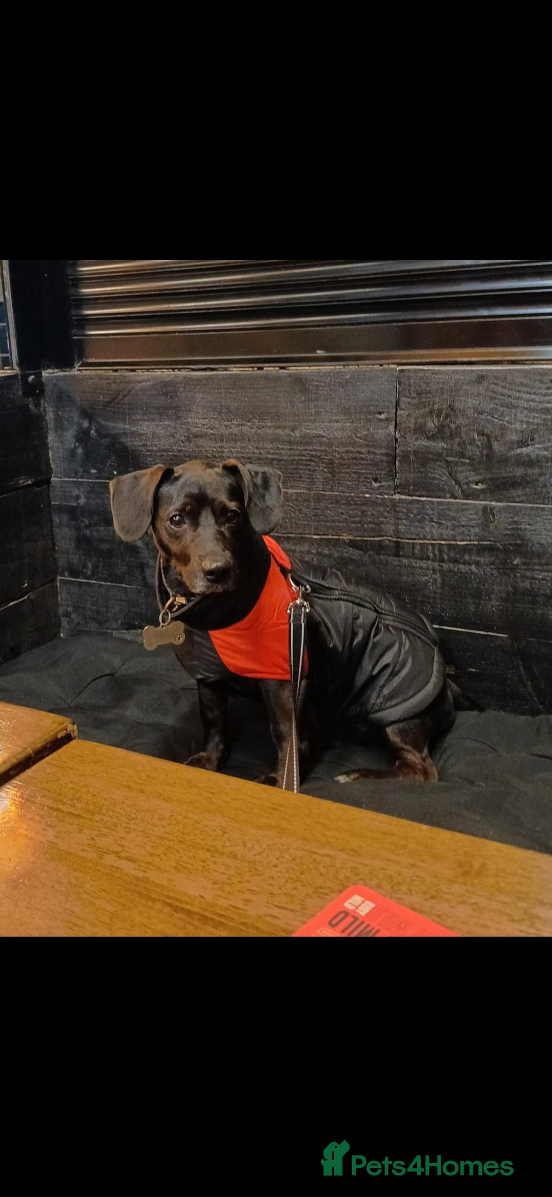 Mixed Breed dogs for sale: Jack Russell cross 4 year old male - Advert 1