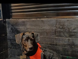 Mixed Breed dogs Jack Russell cross 4 year old male - Advert 18