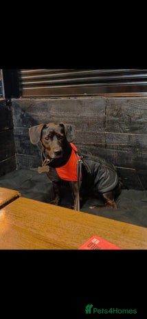 Mixed Breed dogs Jack Russell cross 4 year old male - Advert 1