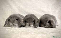 Mini Lop rabbits for sale: Pure mini lop babies to reserve  - Image 1