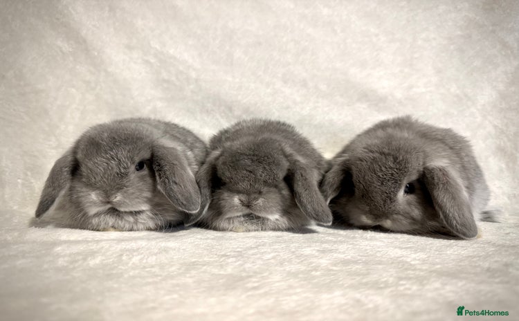 Mini Lop rabbits - Advert 2