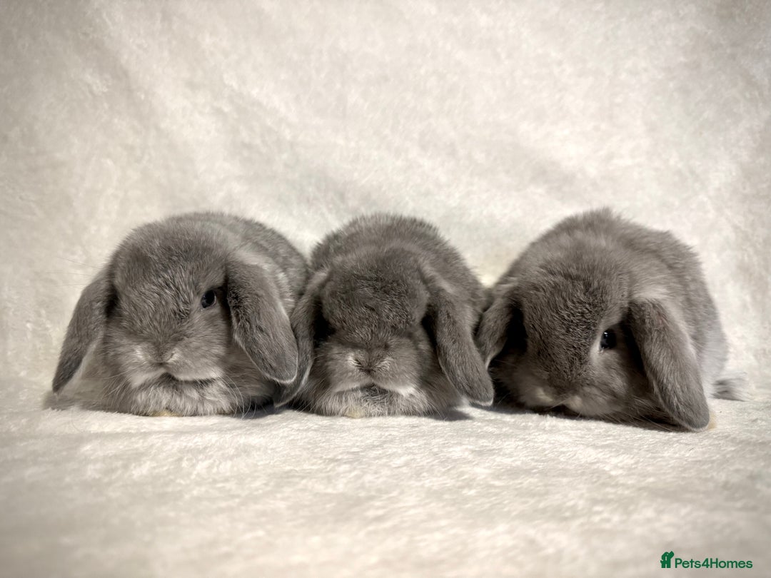 Mini Lop rabbits for sale: Pure mini lop babies to reserve  - Image 1