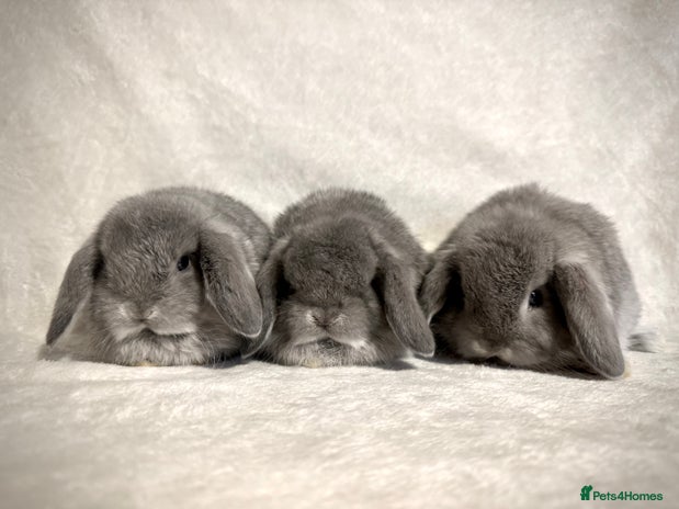 Mini Lop rabbits - Advert 3