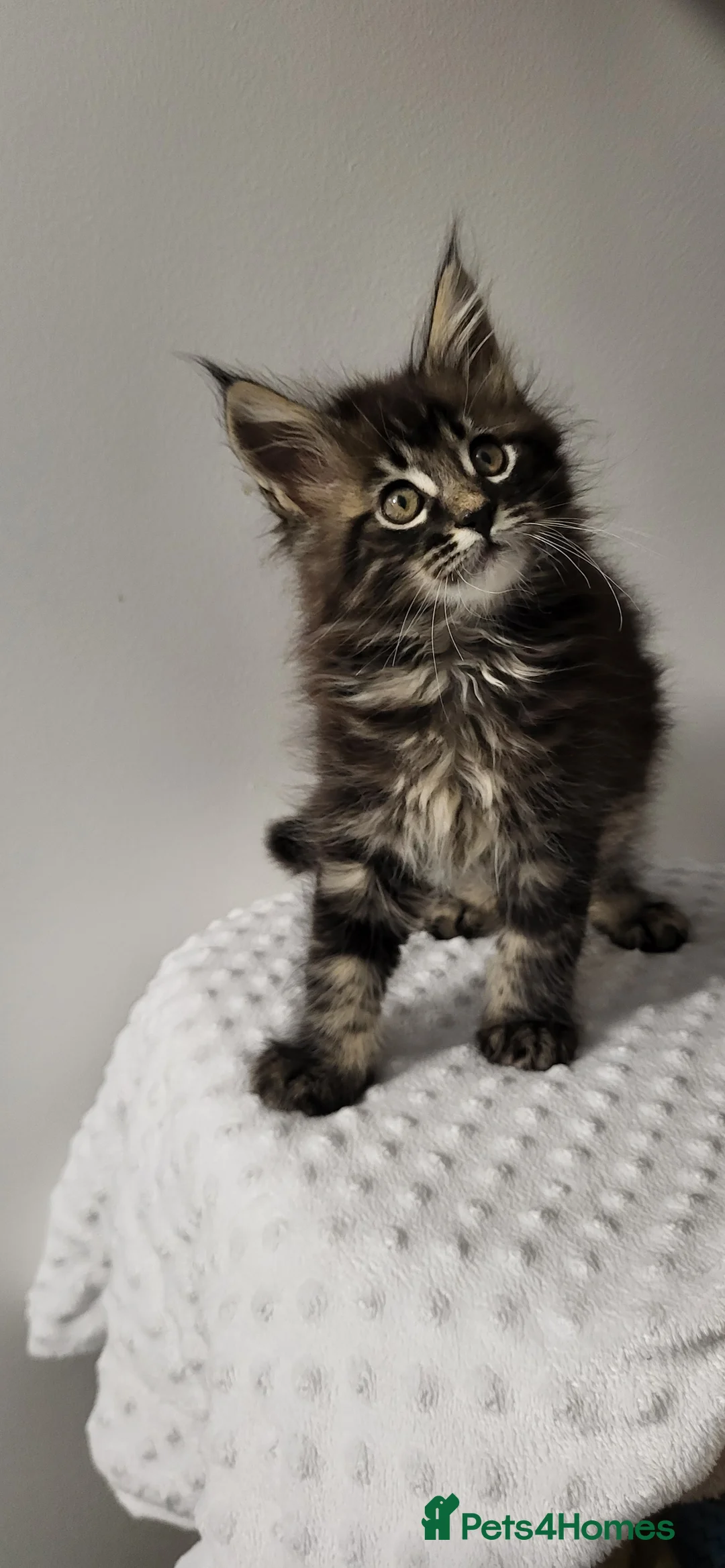 Maine Coon cats for sale: GCCF - Maine Coon Kittens - Advert 23