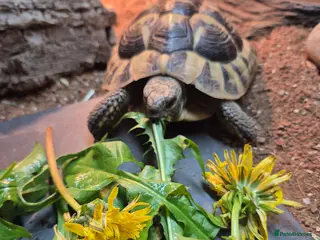 Hermann Tortoise reptiles Hermann Tortoise - Advert 8