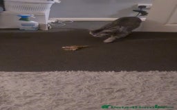 British Shorthair cats for sale: Beautiful British blue bella - Image 4