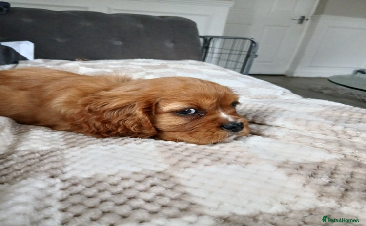 Cavalier King Charles Spaniel dogs - Advert 4