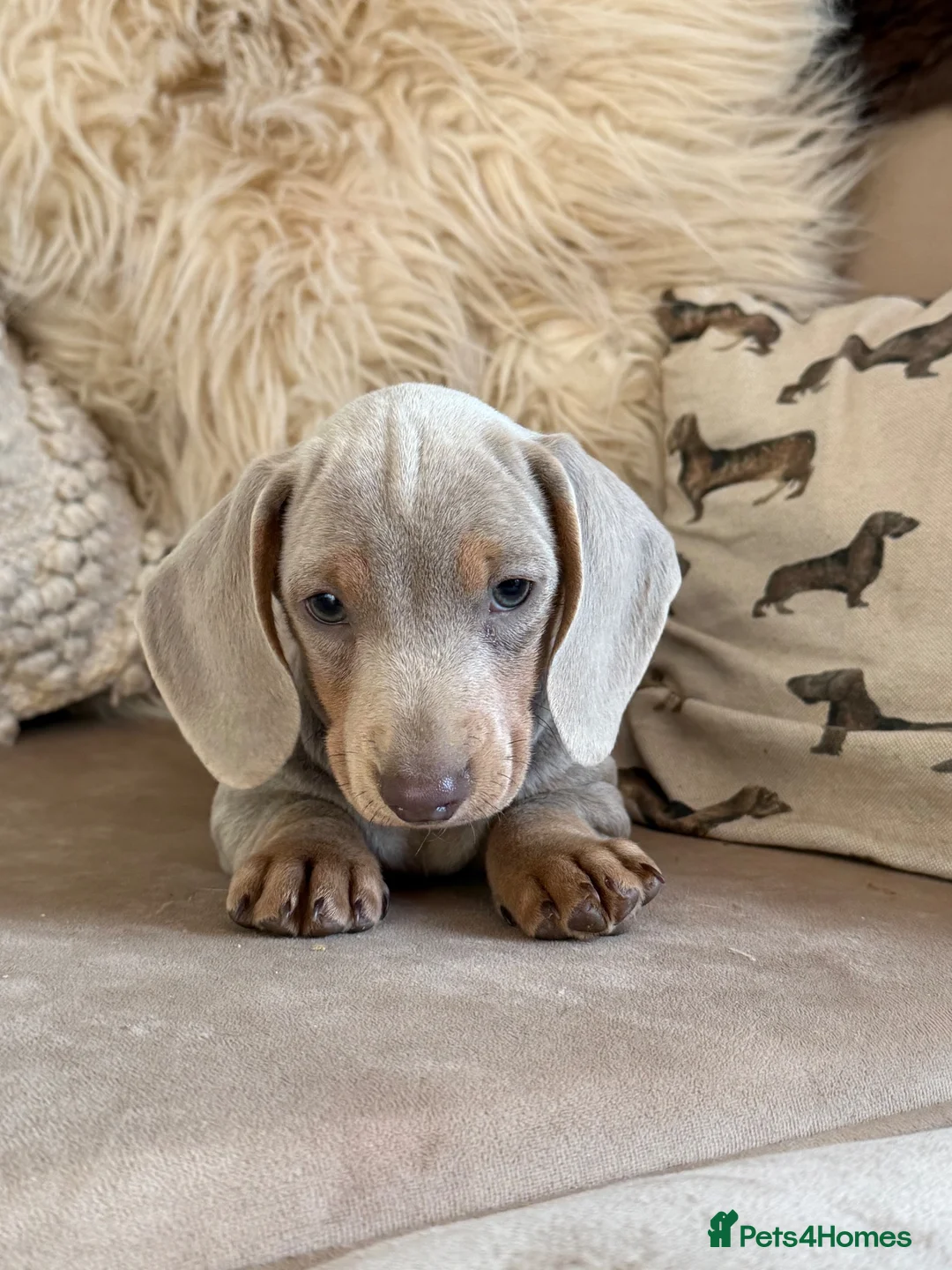 Miniature Dachshund dogs for sale: Sweethearts looking for forever families 🐶 - Advert 6