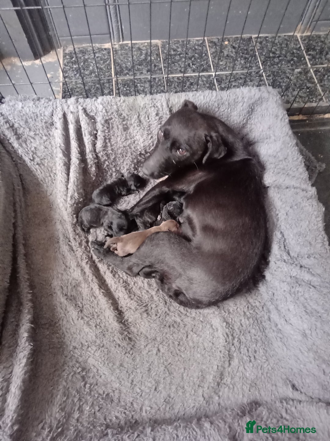Patterdale Terrier dogs for sale: Patterdale pups for sale ready now - Image 32