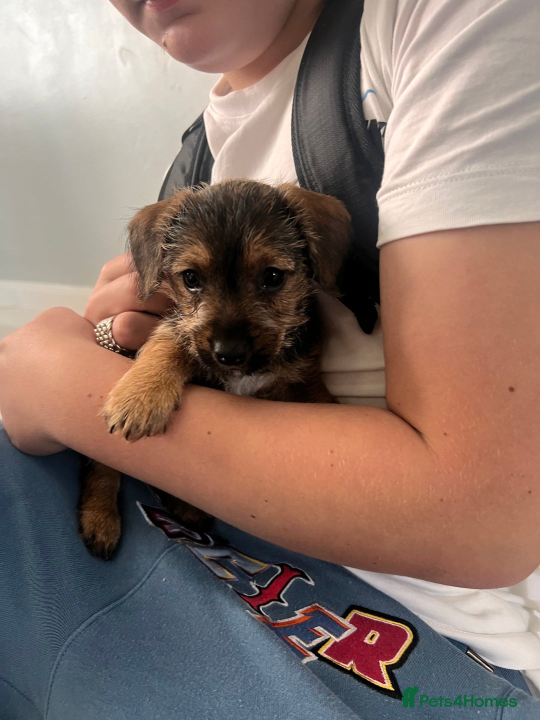 Jack Russell dogs for sale: Jackrussel  - Image 6