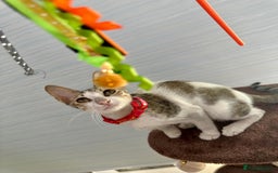 Mixed Breed cats for adoption: DANI - BUNDLE OF CUDDLES-FUN NEUTERED  - Image 2