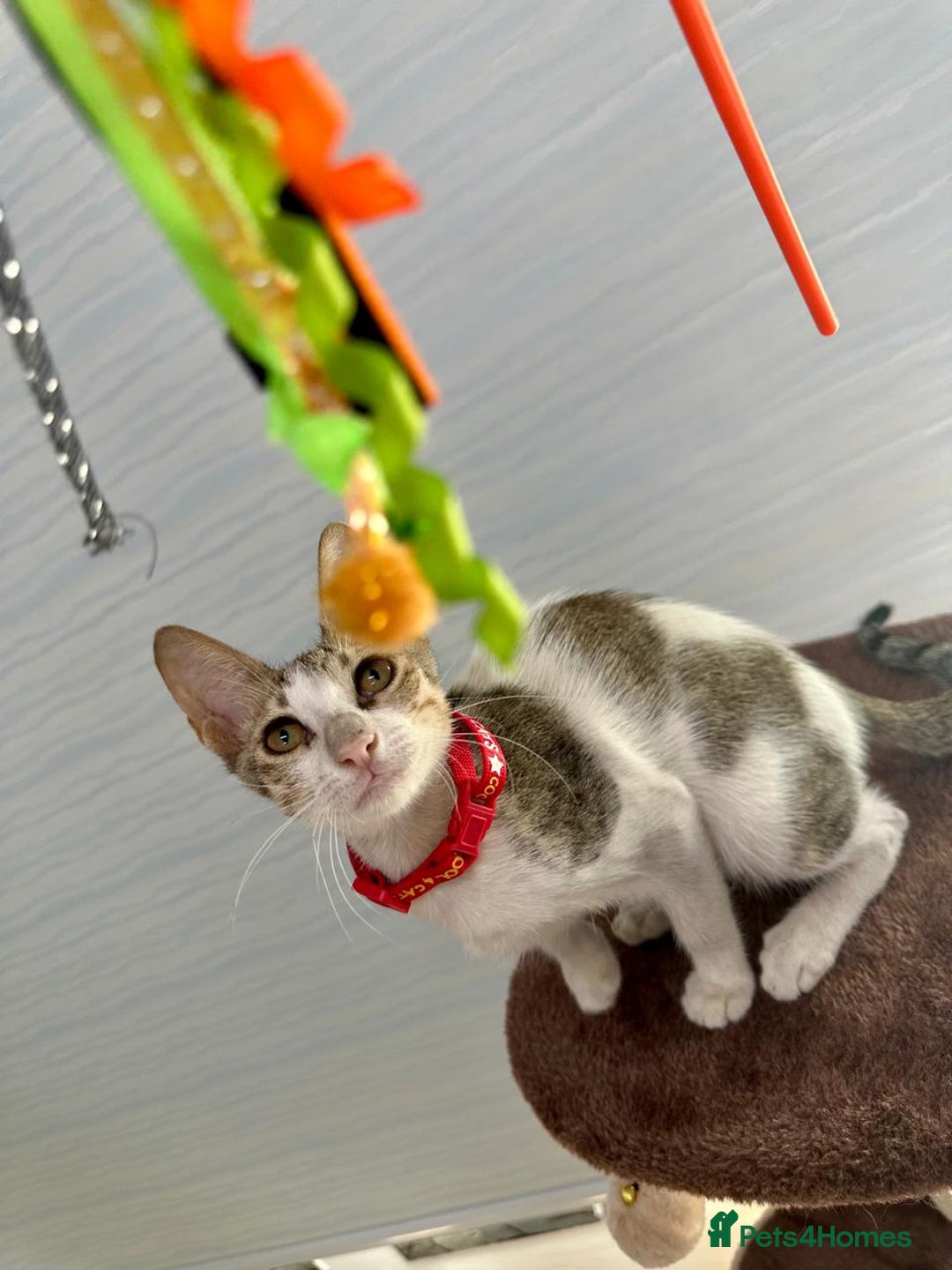 Mixed Breed cats for adoption: DANI - BUNDLE OF CUDDLES-FUN NEUTERED  - Image 2