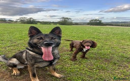 German Shepherd dogs for sale: Karma  - Image 2