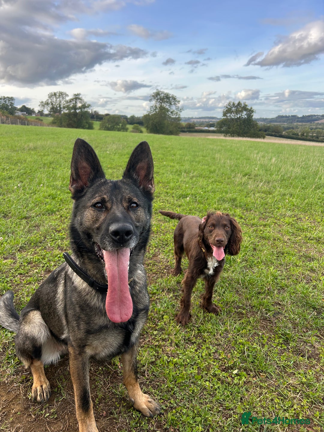 German Shepherd dogs for sale: Karma  - Image 2