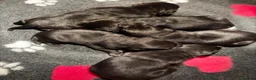 Labrador Retriever dogs for sale: Stunning Pedigree Black Labrador Puppies - Advert 7
