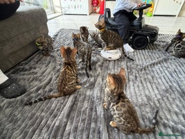 Bengal cats - Brown & Silver Bengals—Experienced Homes Only - Advert 14