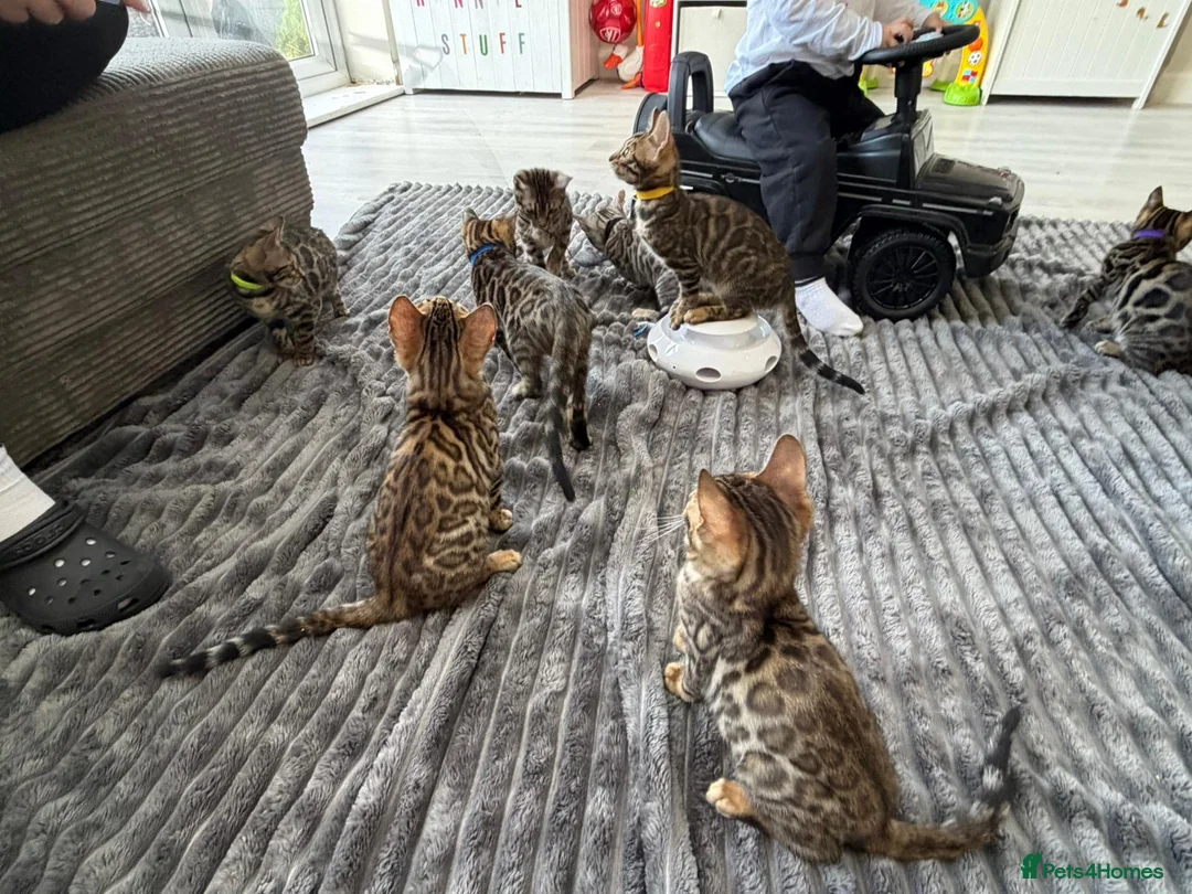 Bengal cats for sale: - Brown & Silver Bengals—Experienced Homes Only - Advert 3