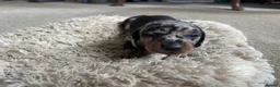 Miniature Dachshund dogs for sale: 4 Gorgeous Miniature Dachshund puppies - Advert 3