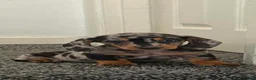 Dachshund dogs for sale: Daschound Babies in Loughborough - Advert 7