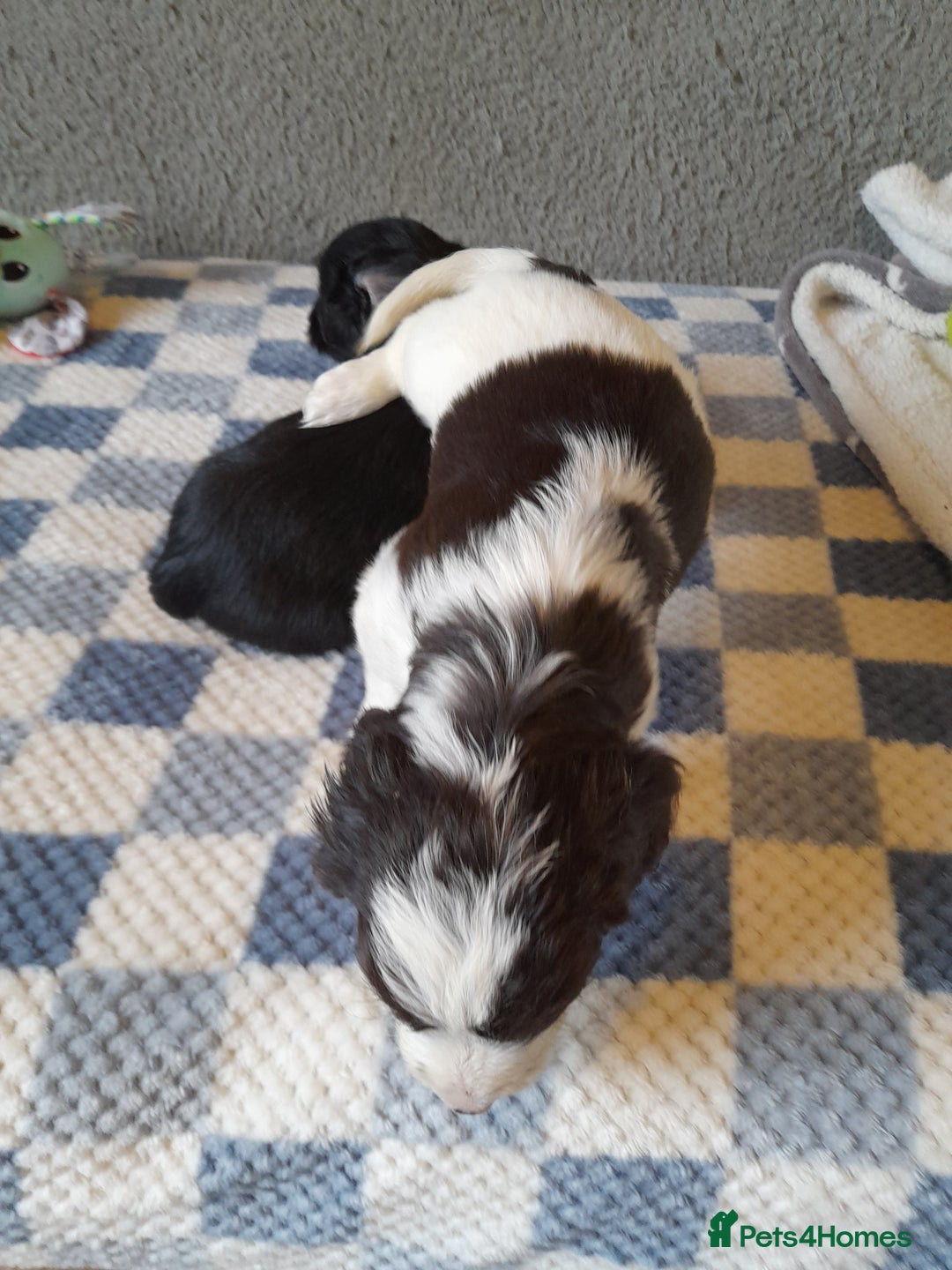 Sproodle dogs for sale: Gorgeous Sproodle pups. - Advert 19