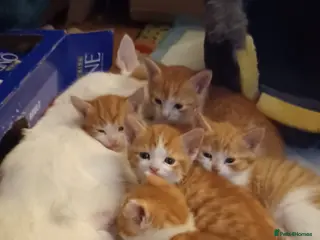 Mixed Breed cats 4 rare ginger and white female kittens - Advert 1