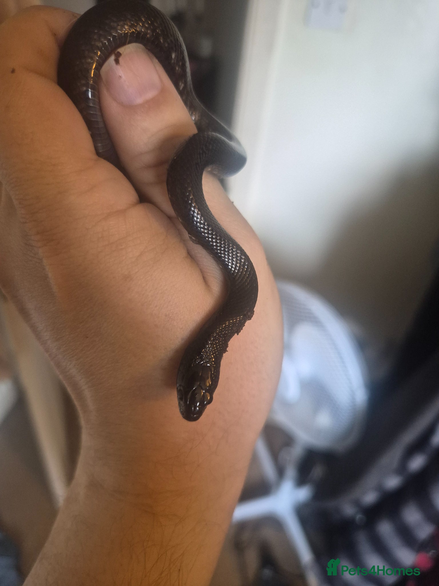 Milk Snake reptiles Mexican black kingsnake - Advert 3