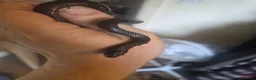 Milk Snake reptiles for sale: Mexican black kingsnake - Advert 1