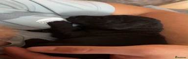Black Cockapoo 