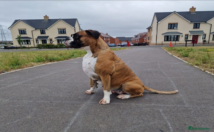 Boxer dogs - Advert 1