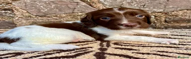 English Springer Spaniel 2 