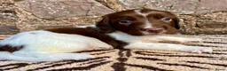 English Springer Spaniel dogs for sale: With an OFF SWITCH springers - Advert 18