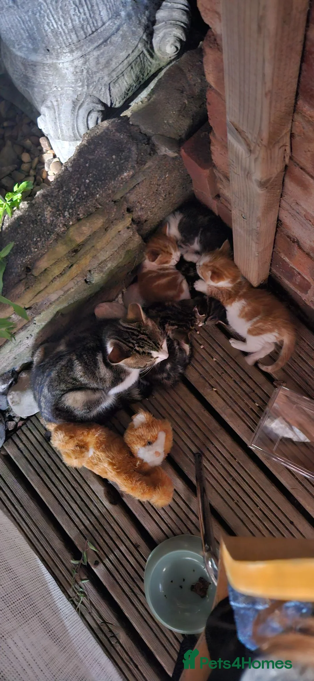 Mixed Breed cats for sale: 4 Kittens + 1 young cat - Advert 1