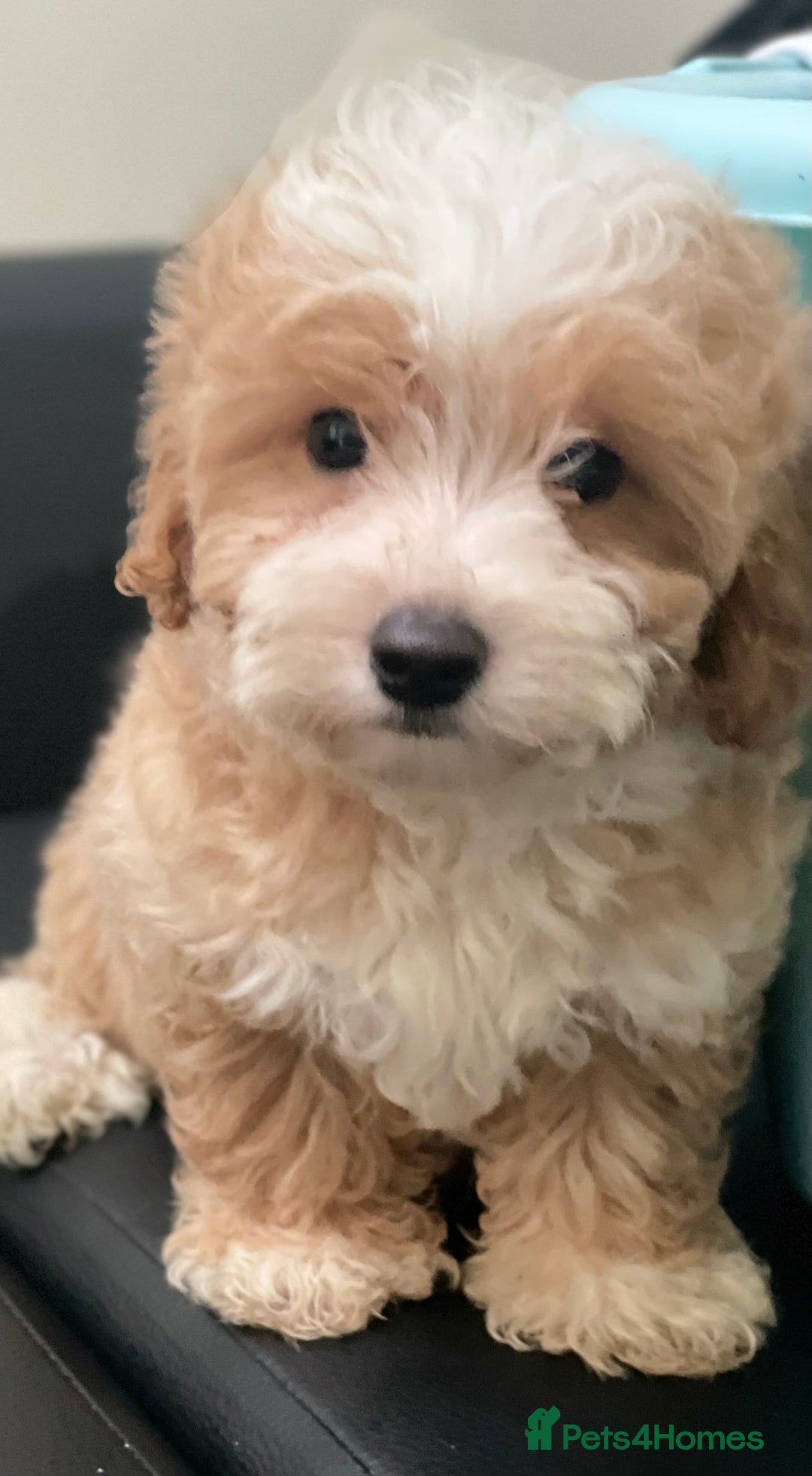 Maltipoo dogs for sale: Adorable F1 Maltipoo Puppies - Image 13