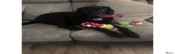 Labrador Retriever dogs for sale: 6 month old Labrador retriever - Advert 4