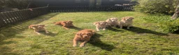 Golden Retriever dogs for sale: Champion Pedigree Puppies - Advert 3