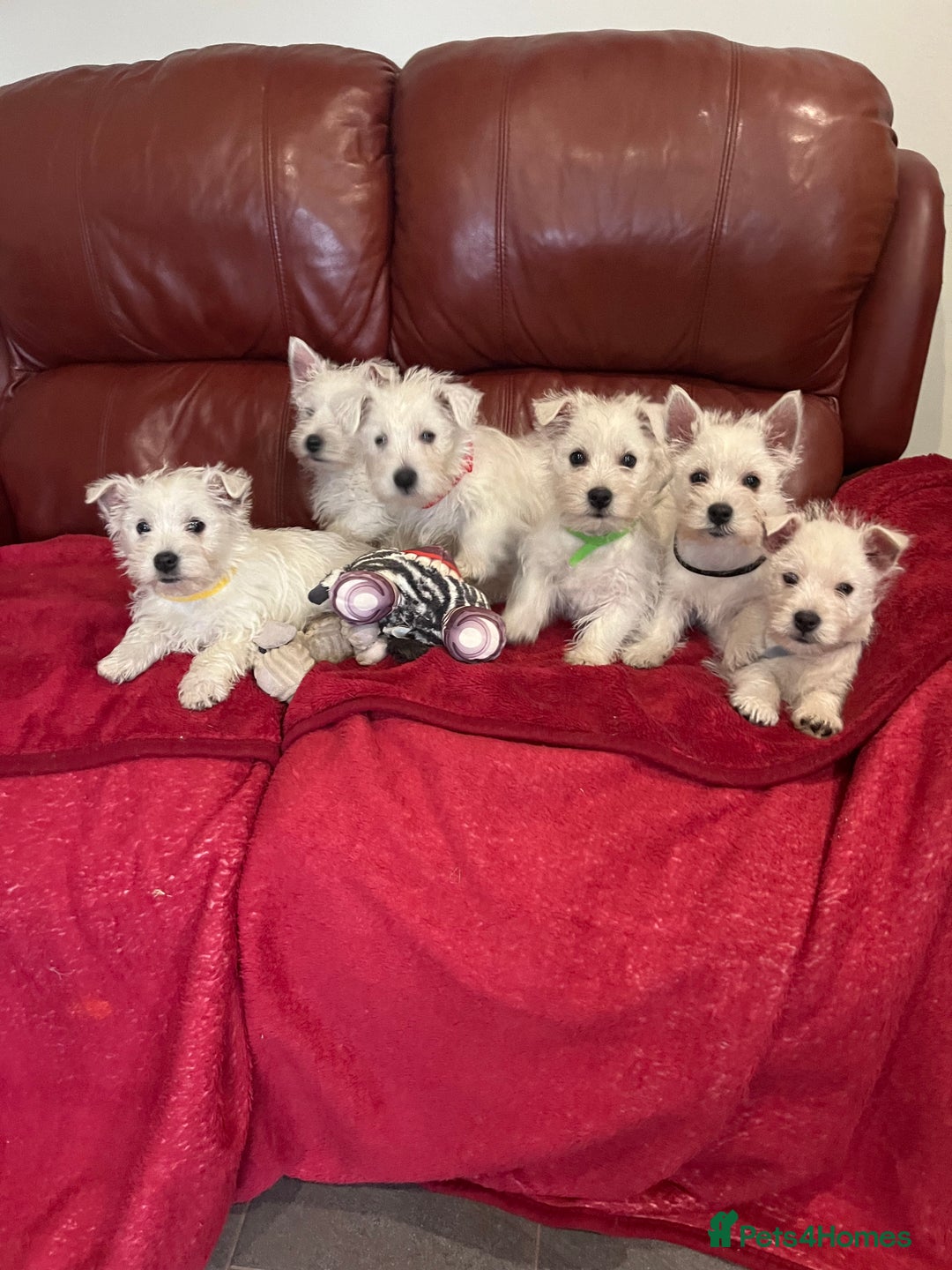 West Highland Terrier dogs for sale: 1 Boy Left   - Advert 3