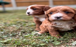 Cavapoo dogs for sale: Stunning cavapoo pups *ready to leave 29th august* - Image 14