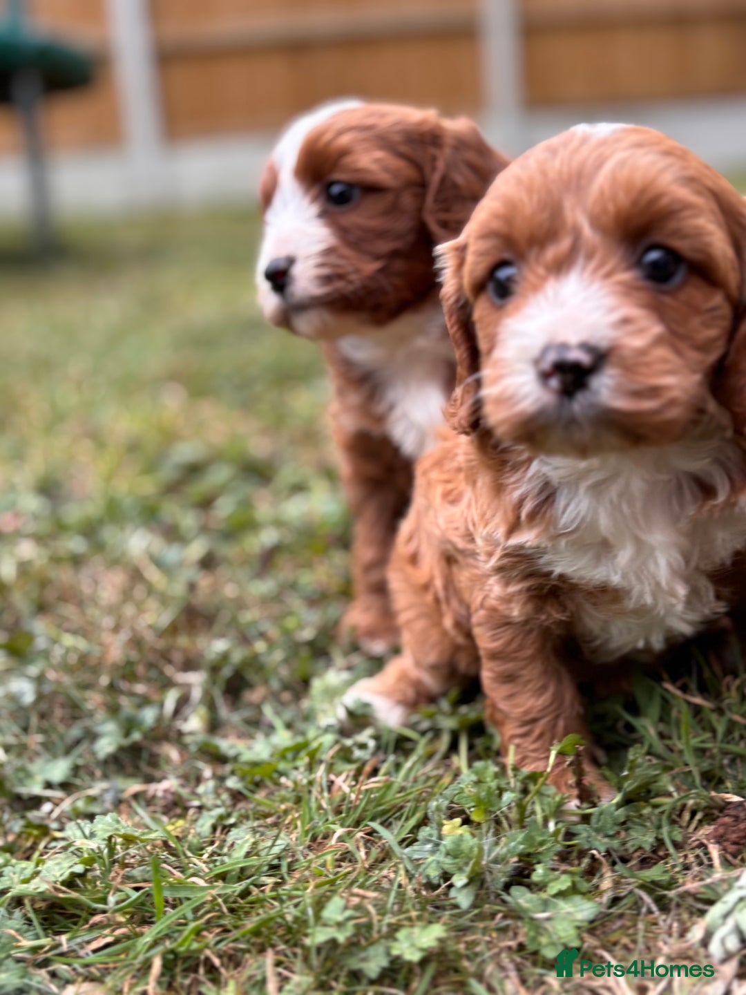 Cavapoo dogs for sale: Stunning cavapoo pups *ready to leave 29th august* - Image 14