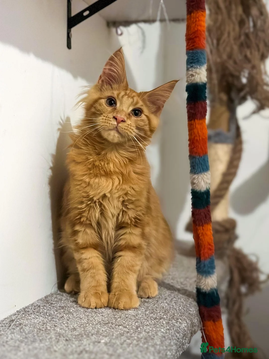 Maine Coon cats for sale: 2 fluffy cuddle buddies 😻😻 in Welwyn Garden City - Advert 1