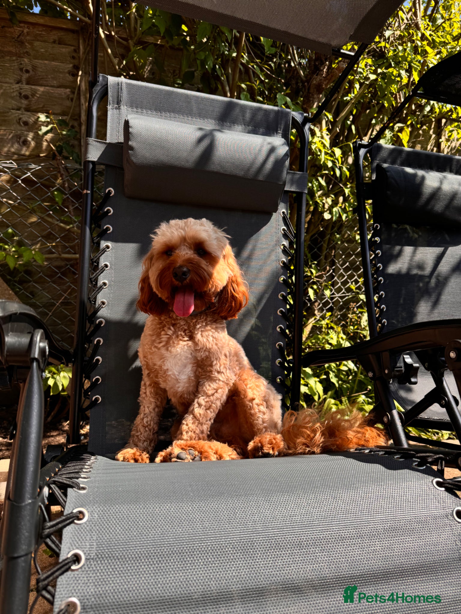 Cavapoo dogs for stud: Teddy – Available for Stud in Romford - Advert 9