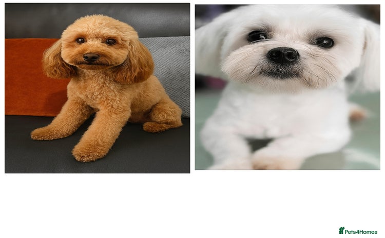 Maltipoo dogs - Advert 1