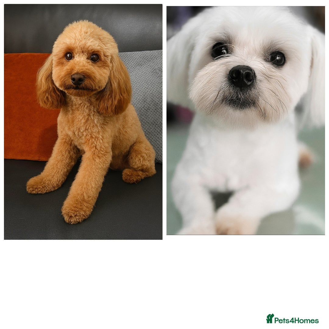 Maltipoo dogs for sale: Exceptionally F1 Maltipoo puppies  - Image 1