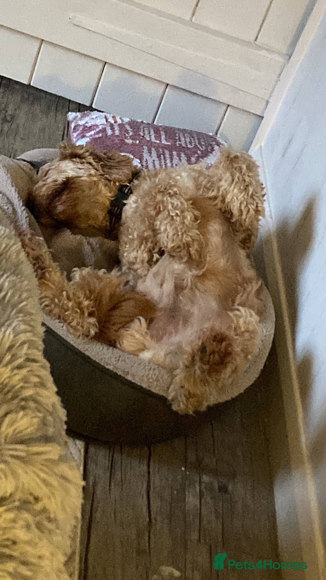 Labradoodle dogs for sale: Django, 5 year old labradoodle for sale - Advert 2